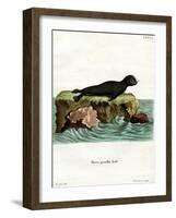 Brown Fur Seal-null-Framed Giclee Print