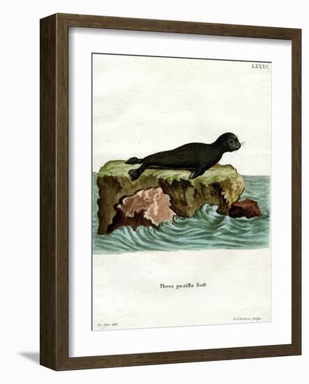 Brown Fur Seal-null-Framed Giclee Print