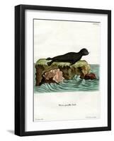 Brown Fur Seal-null-Framed Giclee Print