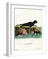 Brown Fur Seal-null-Framed Giclee Print