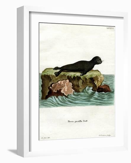 Brown Fur Seal-null-Framed Giclee Print