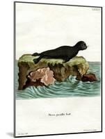 Brown Fur Seal-null-Mounted Giclee Print