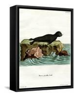 Brown Fur Seal-null-Framed Stretched Canvas