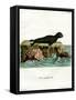 Brown Fur Seal-null-Framed Stretched Canvas