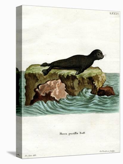 Brown Fur Seal-null-Stretched Canvas