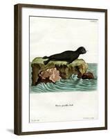 Brown Fur Seal-null-Framed Giclee Print