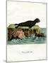 Brown Fur Seal-null-Mounted Giclee Print