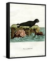 Brown Fur Seal-null-Framed Stretched Canvas