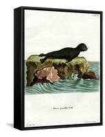 Brown Fur Seal-null-Framed Stretched Canvas