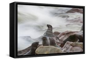 Brown Fur Seals, Arctocephalus Pusillus, Stands Strong Against the Waves in Cape Cross, Namibia-Alex Saberi-Framed Stretched Canvas
