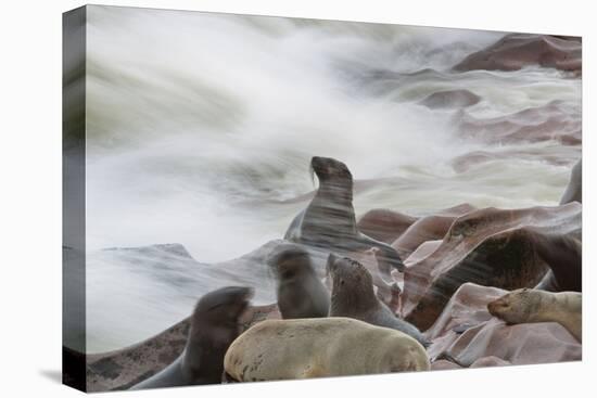 Brown Fur Seals, Arctocephalus Pusillus, Stands Strong Against the Waves in Cape Cross, Namibia-Alex Saberi-Stretched Canvas