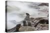 Brown Fur Seals, Arctocephalus Pusillus, Stands Strong Against the Waves in Cape Cross, Namibia-Alex Saberi-Stretched Canvas