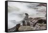 Brown Fur Seals, Arctocephalus Pusillus, Stands Strong Against the Waves in Cape Cross, Namibia-Alex Saberi-Framed Stretched Canvas