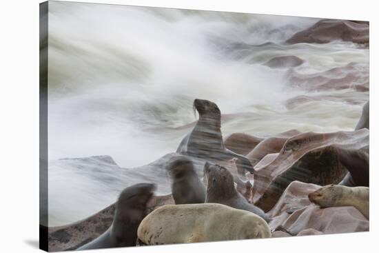 Brown Fur Seals, Arctocephalus Pusillus, Stands Strong Against the Waves in Cape Cross, Namibia-Alex Saberi-Stretched Canvas