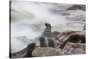 Brown Fur Seals, Arctocephalus Pusillus, Stands Strong Against the Waves in Cape Cross, Namibia-Alex Saberi-Stretched Canvas