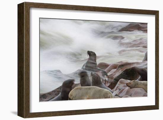 Brown Fur Seals, Arctocephalus Pusillus, Stands Strong Against the Waves in Cape Cross, Namibia-Alex Saberi-Framed Photographic Print