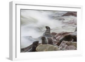 Brown Fur Seals, Arctocephalus Pusillus, Stands Strong Against the Waves in Cape Cross, Namibia-Alex Saberi-Framed Photographic Print