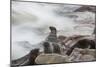 Brown Fur Seals, Arctocephalus Pusillus, Stands Strong Against the Waves in Cape Cross, Namibia-Alex Saberi-Mounted Photographic Print