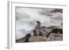 Brown Fur Seals, Arctocephalus Pusillus, Stands Strong Against the Waves in Cape Cross, Namibia-Alex Saberi-Framed Photographic Print