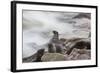 Brown Fur Seals, Arctocephalus Pusillus, Stands Strong Against the Waves in Cape Cross, Namibia-Alex Saberi-Framed Photographic Print