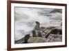 Brown Fur Seals, Arctocephalus Pusillus, Stands Strong Against the Waves in Cape Cross, Namibia-Alex Saberi-Framed Photographic Print