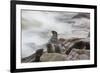 Brown Fur Seals, Arctocephalus Pusillus, Stands Strong Against the Waves in Cape Cross, Namibia-Alex Saberi-Framed Photographic Print