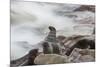 Brown Fur Seals, Arctocephalus Pusillus, Stands Strong Against the Waves in Cape Cross, Namibia-Alex Saberi-Mounted Photographic Print