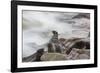 Brown Fur Seals, Arctocephalus Pusillus, Stands Strong Against the Waves in Cape Cross, Namibia-Alex Saberi-Framed Photographic Print