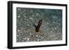 Brown Garden Eel (Heteroconger Halis), Dominica, West Indies, Caribbean, Central America-Lisa Collins-Framed Photographic Print