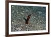 Brown Garden Eel (Heteroconger Halis), Dominica, West Indies, Caribbean, Central America-Lisa Collins-Framed Photographic Print