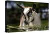 Brown Goat Kid at Fence in Garden-null-Stretched Canvas