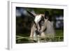 Brown Goat Kid at Fence in Garden-null-Framed Photographic Print