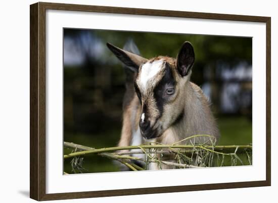 Brown Goat Kid at Fence in Garden-null-Framed Photographic Print