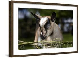 Brown Goat Kid at Fence in Garden-null-Framed Photographic Print