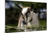 Brown Goat Kid at Fence in Garden-null-Mounted Photographic Print