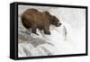 Brown (Grizzly) Bear about to Catch a Leaping Salmon-Hal Beral-Framed Stretched Canvas