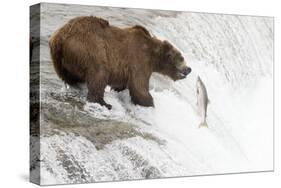 Brown (Grizzly) Bear about to Catch a Leaping Salmon-Hal Beral-Stretched Canvas
