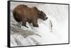 Brown (Grizzly) Bear about to Catch a Leaping Salmon-Hal Beral-Framed Stretched Canvas