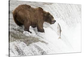 Brown (Grizzly) Bear about to Catch a Leaping Salmon-Hal Beral-Stretched Canvas