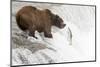 Brown (Grizzly) Bear about to Catch a Leaping Salmon-Hal Beral-Mounted Premium Photographic Print