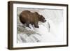 Brown (Grizzly) Bear about to Catch a Leaping Salmon-Hal Beral-Framed Photographic Print