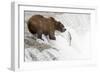 Brown (Grizzly) Bear about to Catch a Leaping Salmon-Hal Beral-Framed Photographic Print