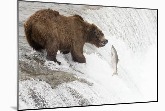 Brown (Grizzly) Bear about to Catch a Leaping Salmon-Hal Beral-Mounted Photographic Print