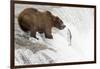 Brown (Grizzly) Bear about to Catch a Leaping Salmon-Hal Beral-Framed Photographic Print