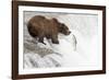 Brown (Grizzly) Bear about to Catch a Leaping Salmon-Hal Beral-Framed Photographic Print