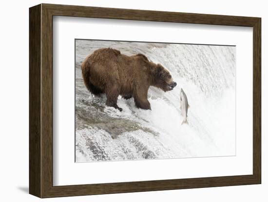 Brown (Grizzly) Bear about to Catch a Leaping Salmon-Hal Beral-Framed Photographic Print