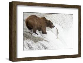 Brown (Grizzly) Bear about to Catch a Leaping Salmon-Hal Beral-Framed Photographic Print