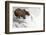 Brown (Grizzly) Bear about to Catch a Leaping Salmon-Hal Beral-Framed Photographic Print