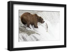 Brown (Grizzly) Bear about to Catch a Leaping Salmon-Hal Beral-Framed Photographic Print