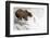 Brown (Grizzly) Bear about to Catch a Leaping Salmon-Hal Beral-Framed Photographic Print